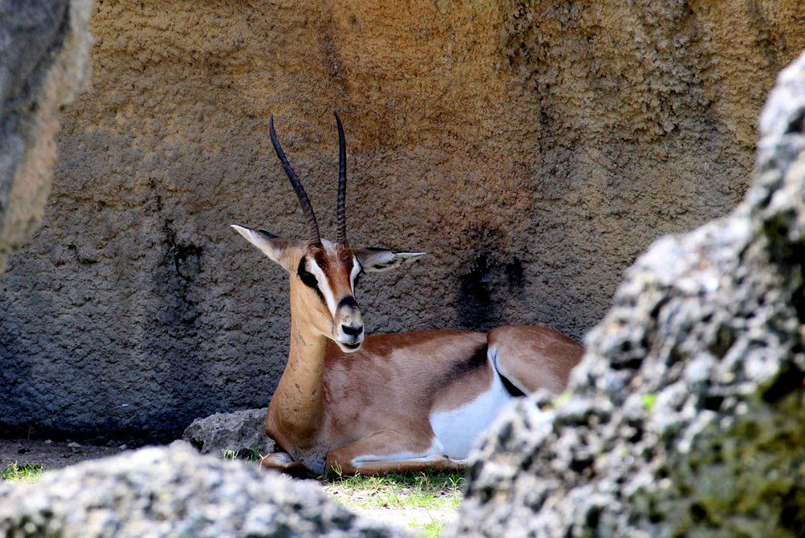 Grant's Gazelle