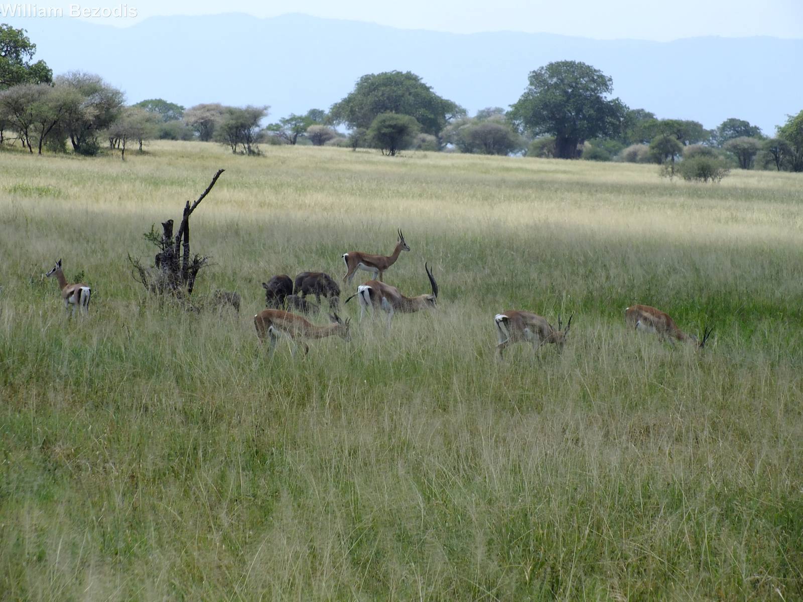 Grant's Gazelles and Warthogs