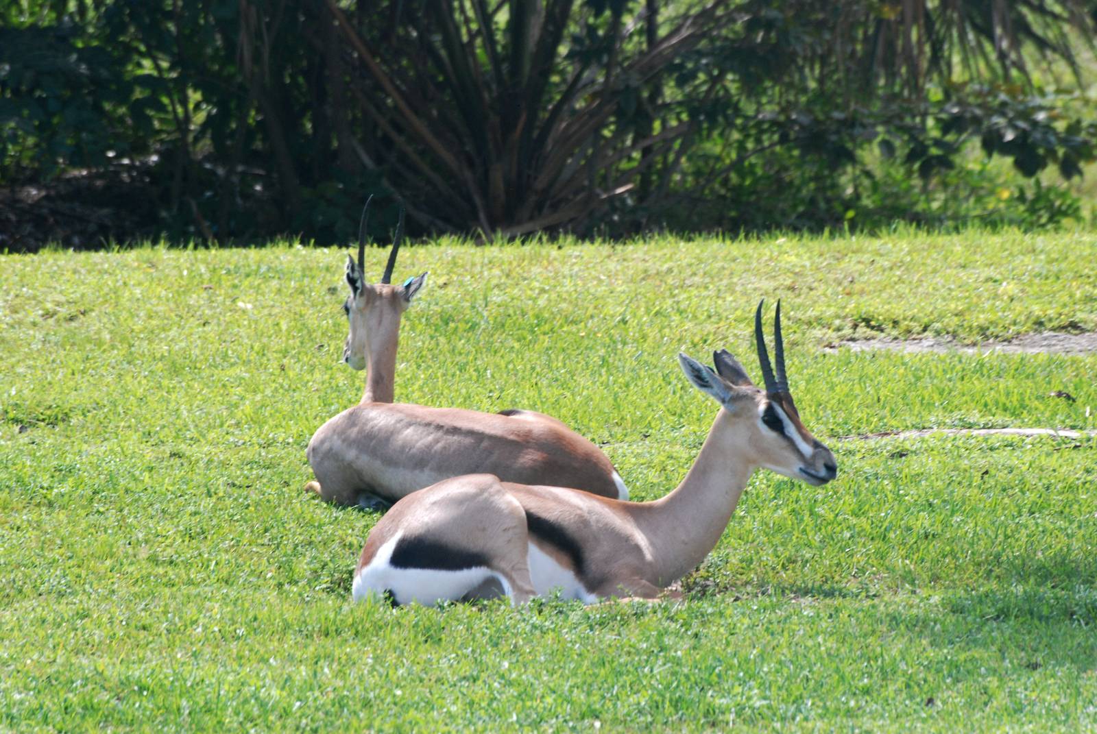 Grant's Gazelles at Miami, 12/10/13