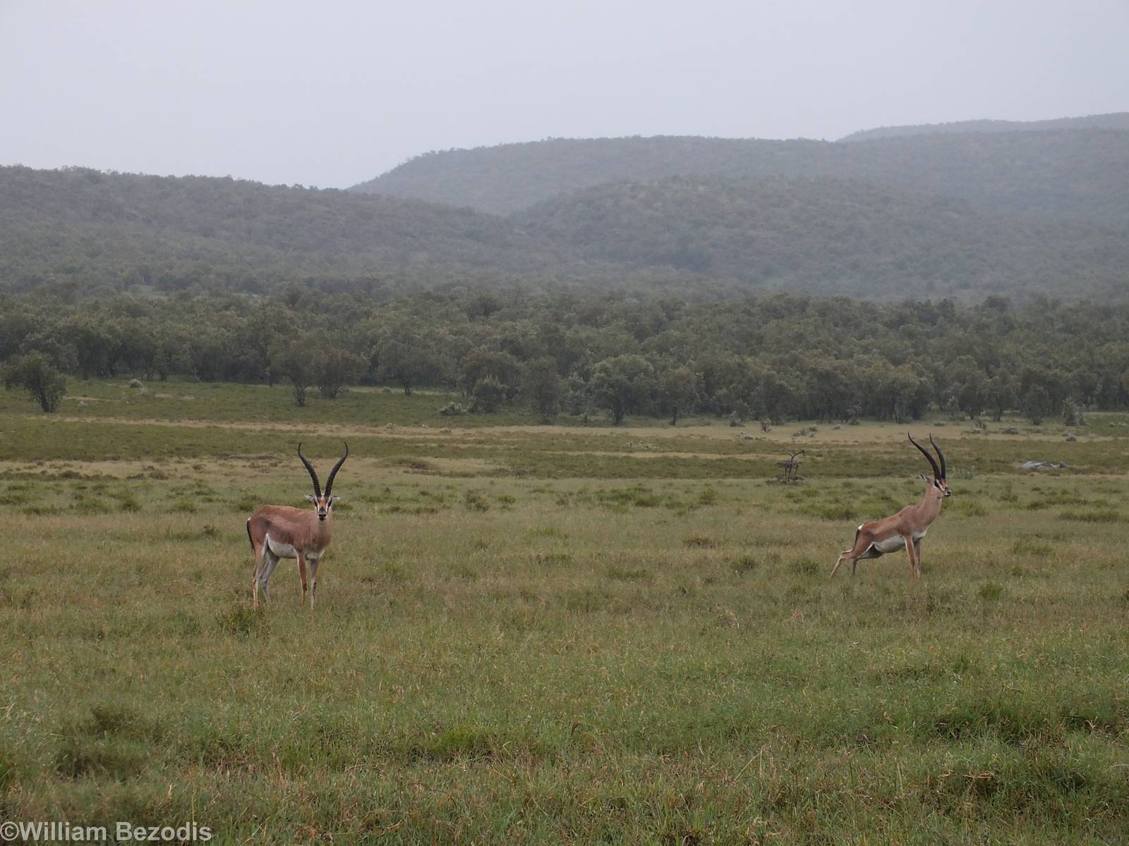 Grant's Gazelles - Hell's Gate National Park