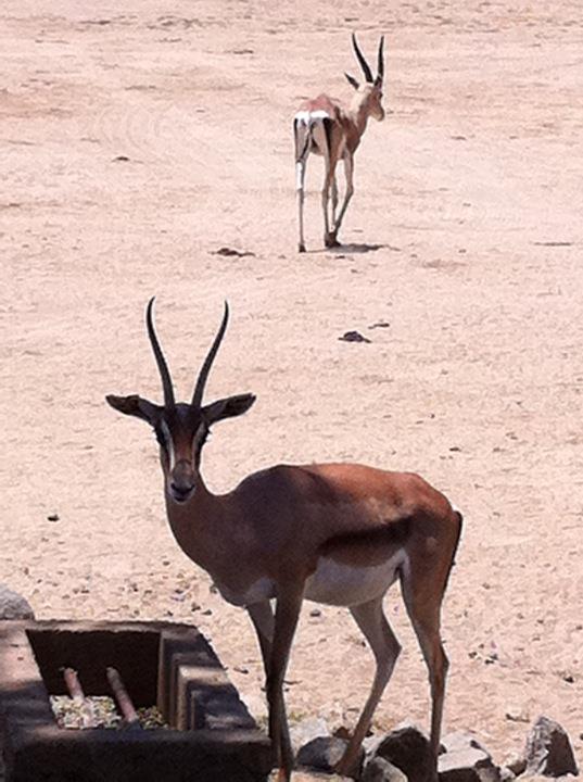 Grants gazelles