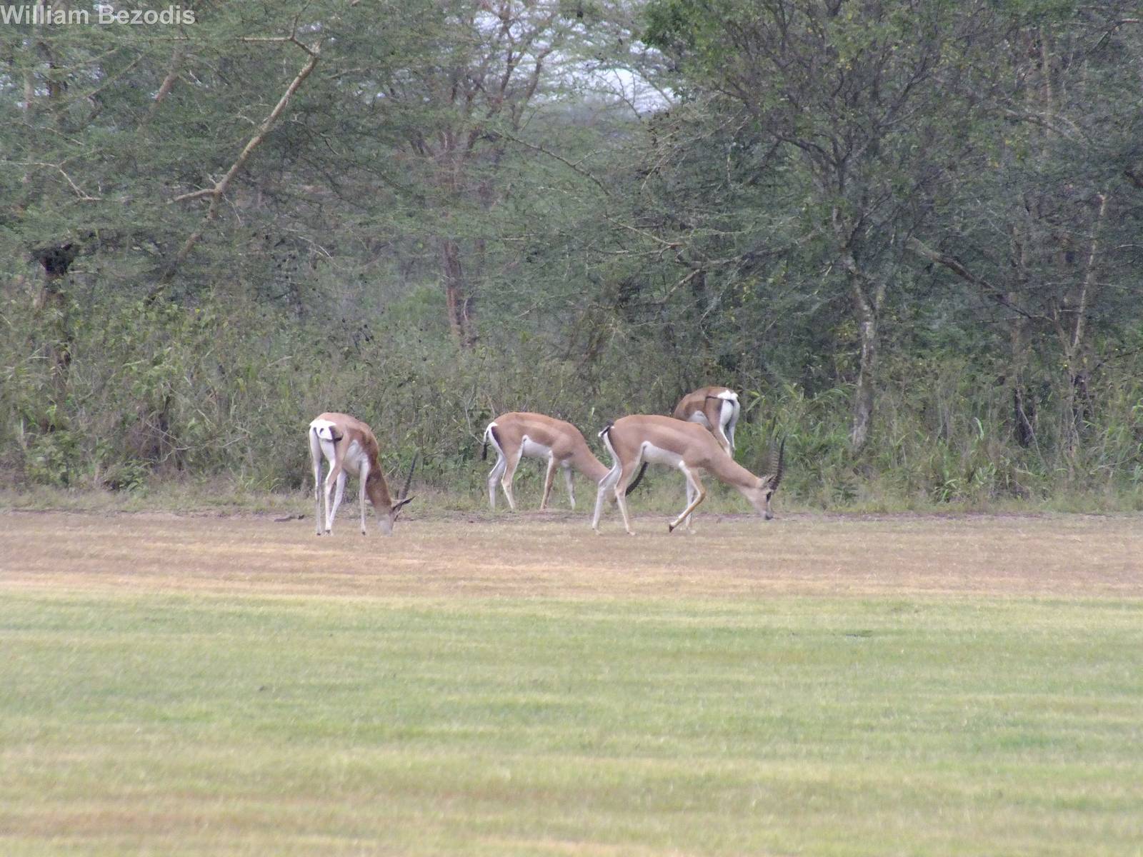 Grant's Gazelles