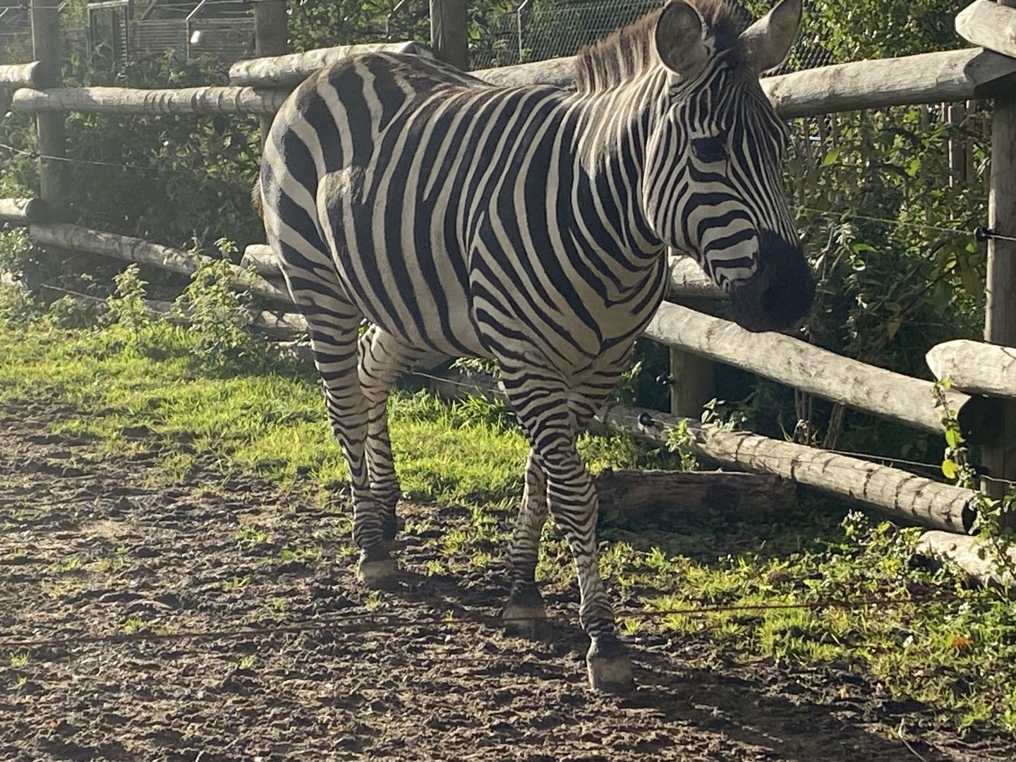 Grant’s zebra 051123