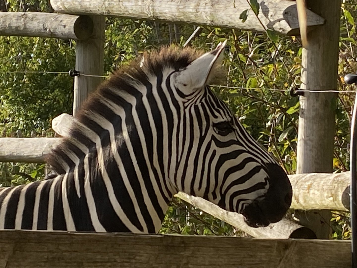 Grant’s zebra 051123
