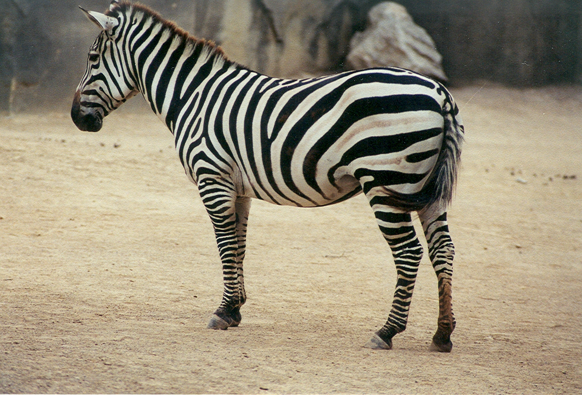Grant's Zebra - 1999