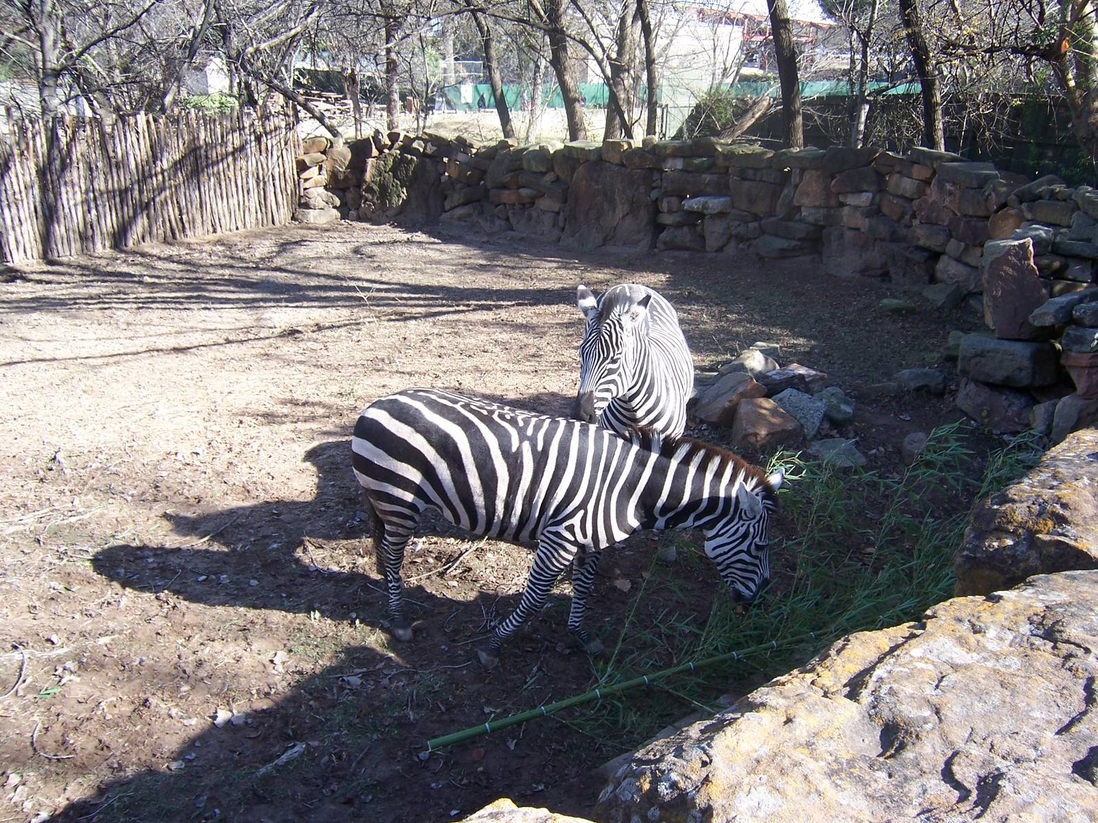 Grant's Zebra 2007