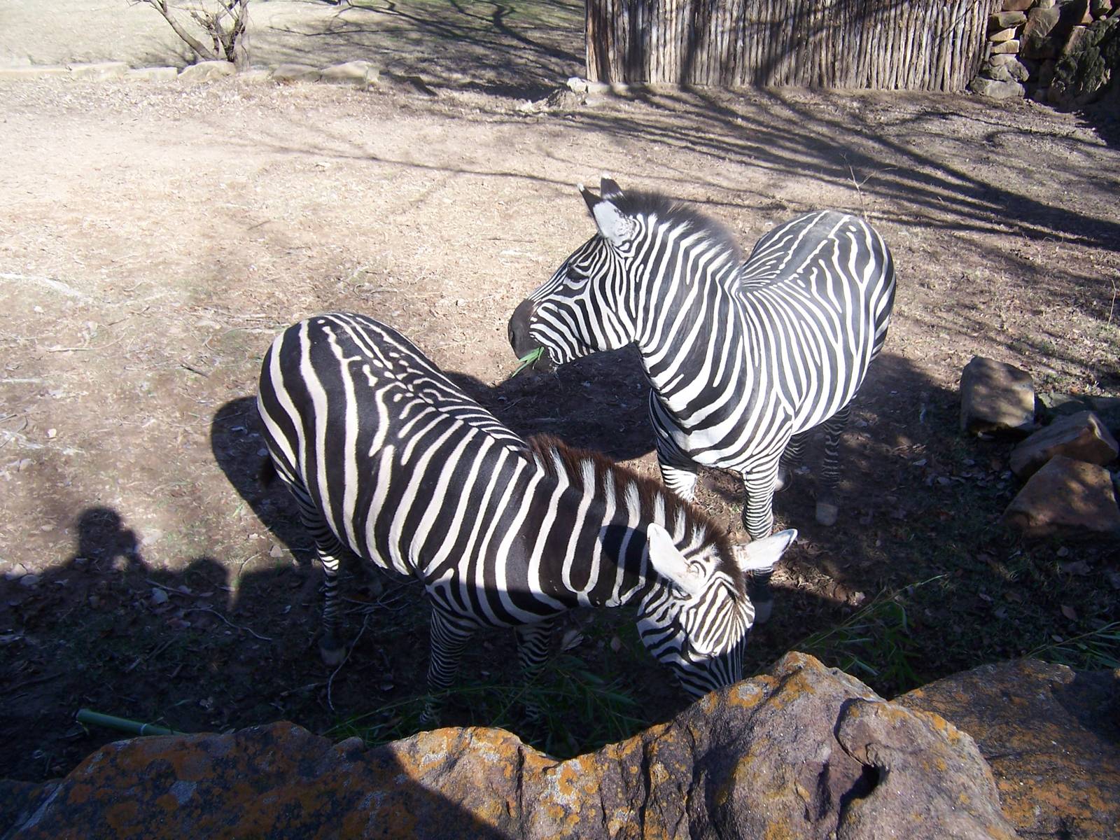 Grant's Zebra 2007