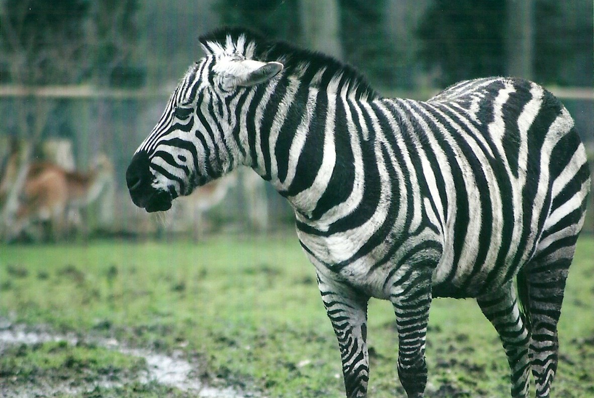 Grant's Zebra 27th December 2012