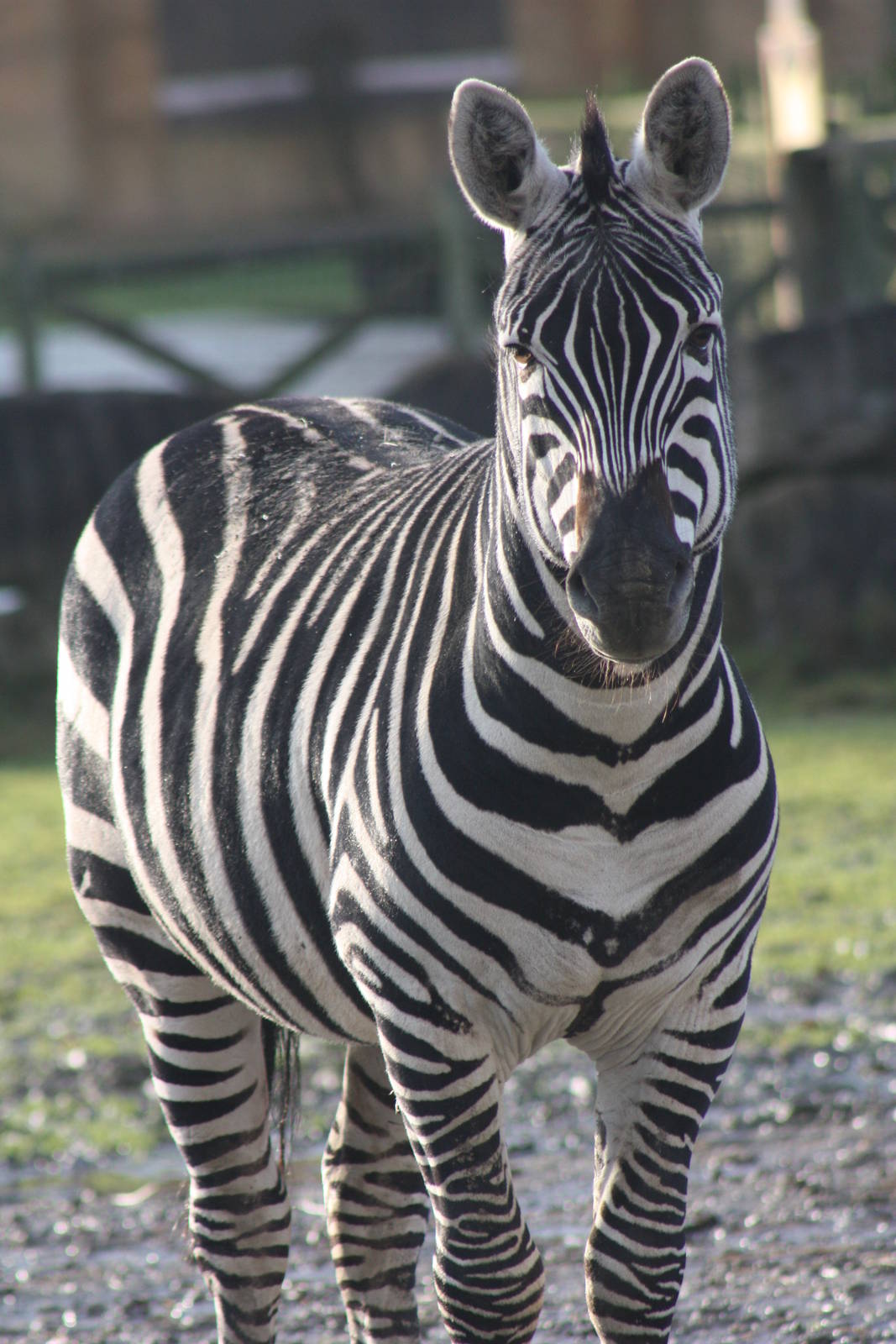Grant's Zebra, 27th December 2014