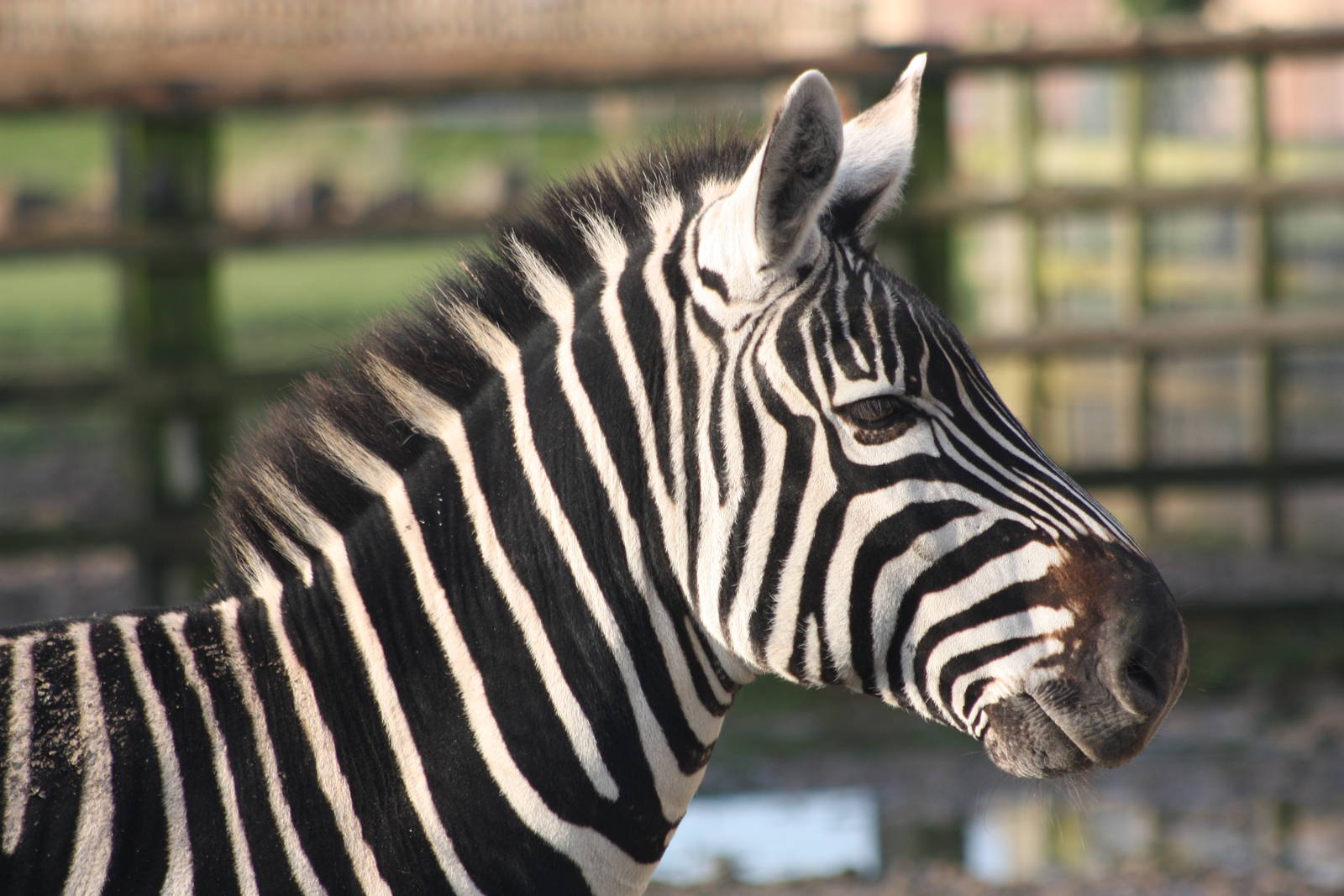 Grant's Zebra, 27th December 2014