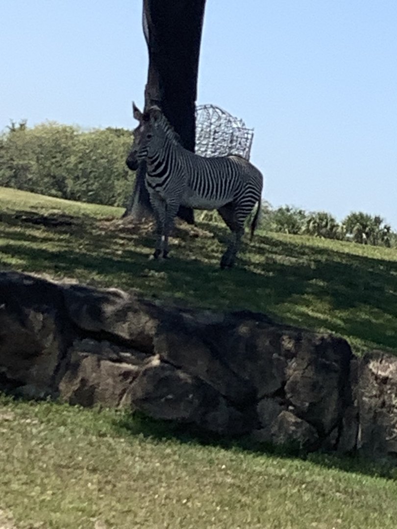 Grant’s Zebra 3/21/24