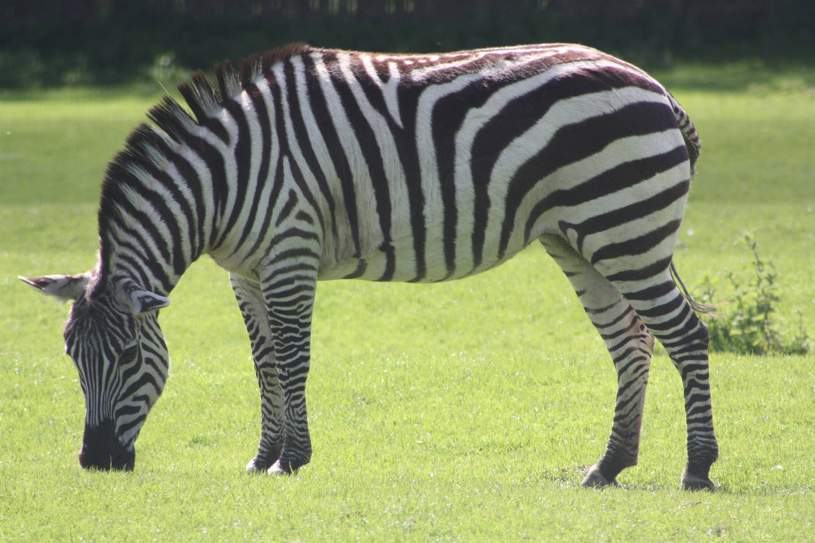 Grant's Zebra, 6th May 2014
