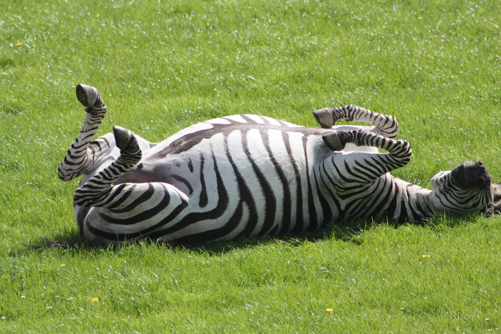 Grant's Zebra, 6th May 2014