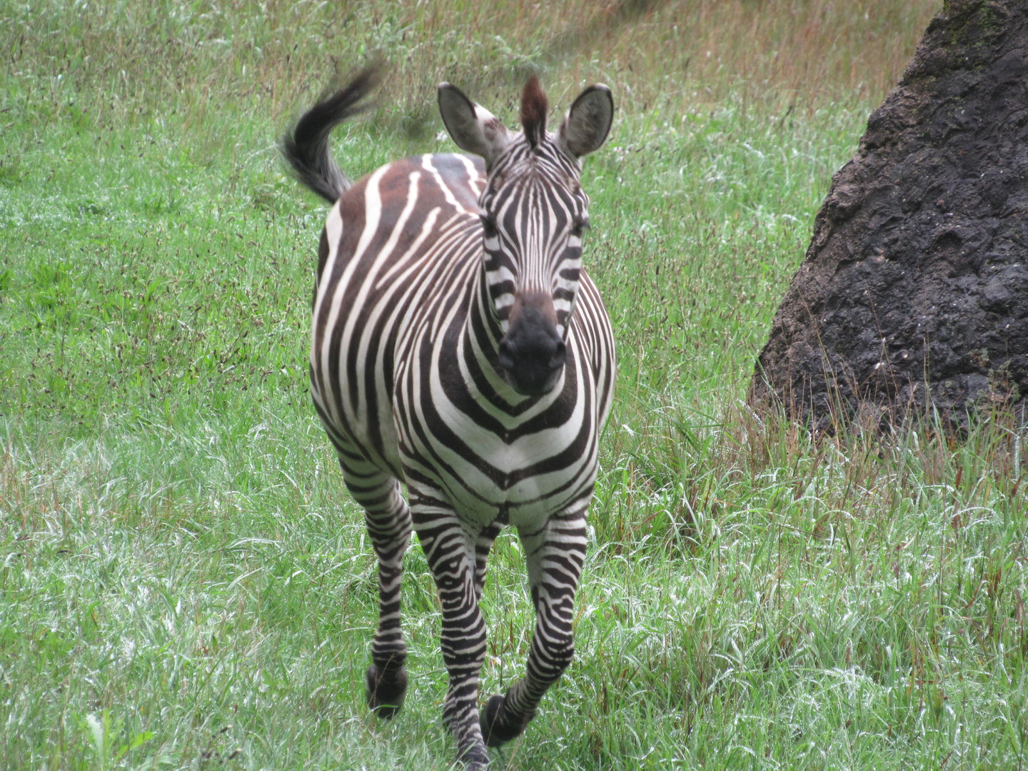 Grant's Zebra - 8/7/23