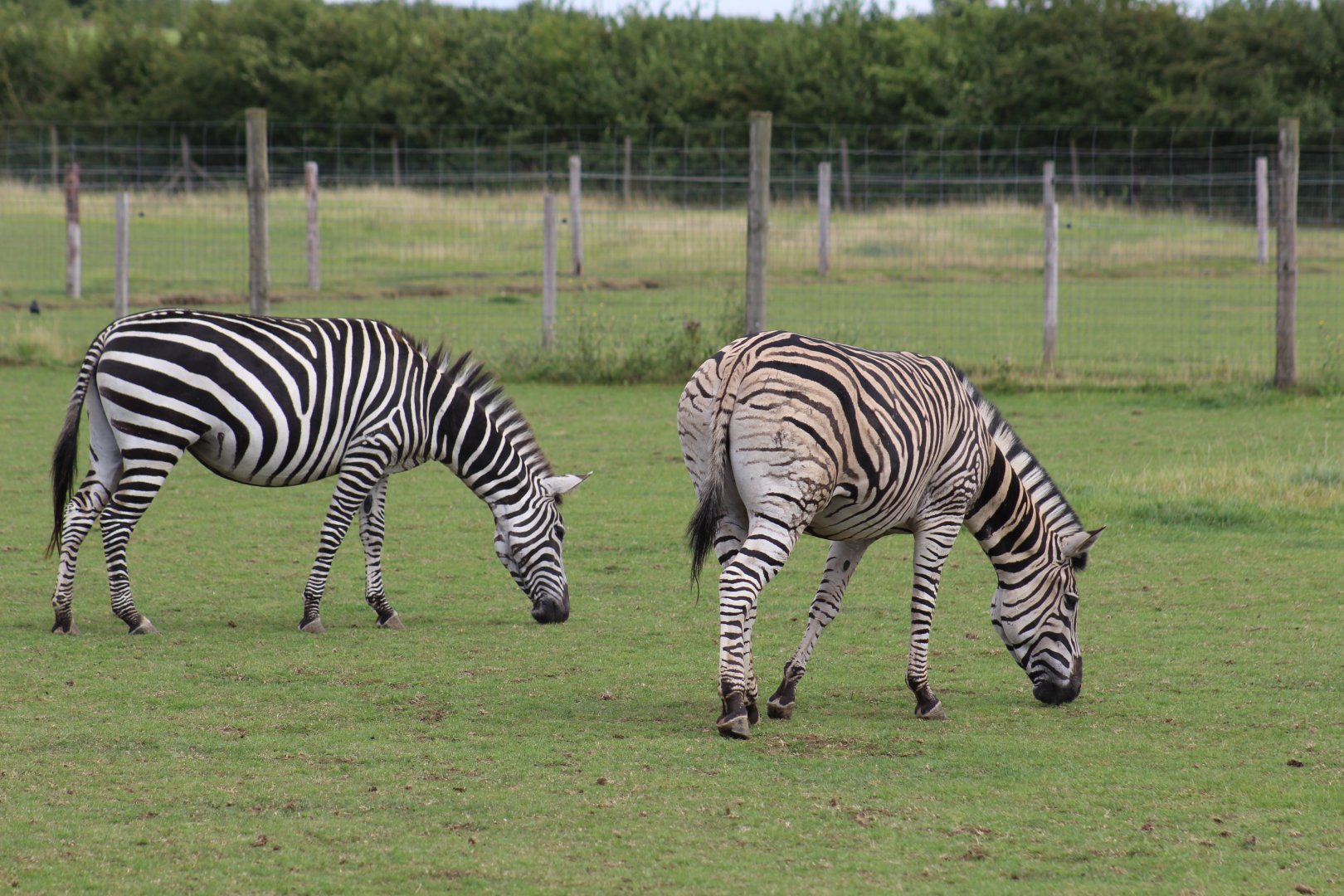 Grant's Zebra and Burchell's Zebra