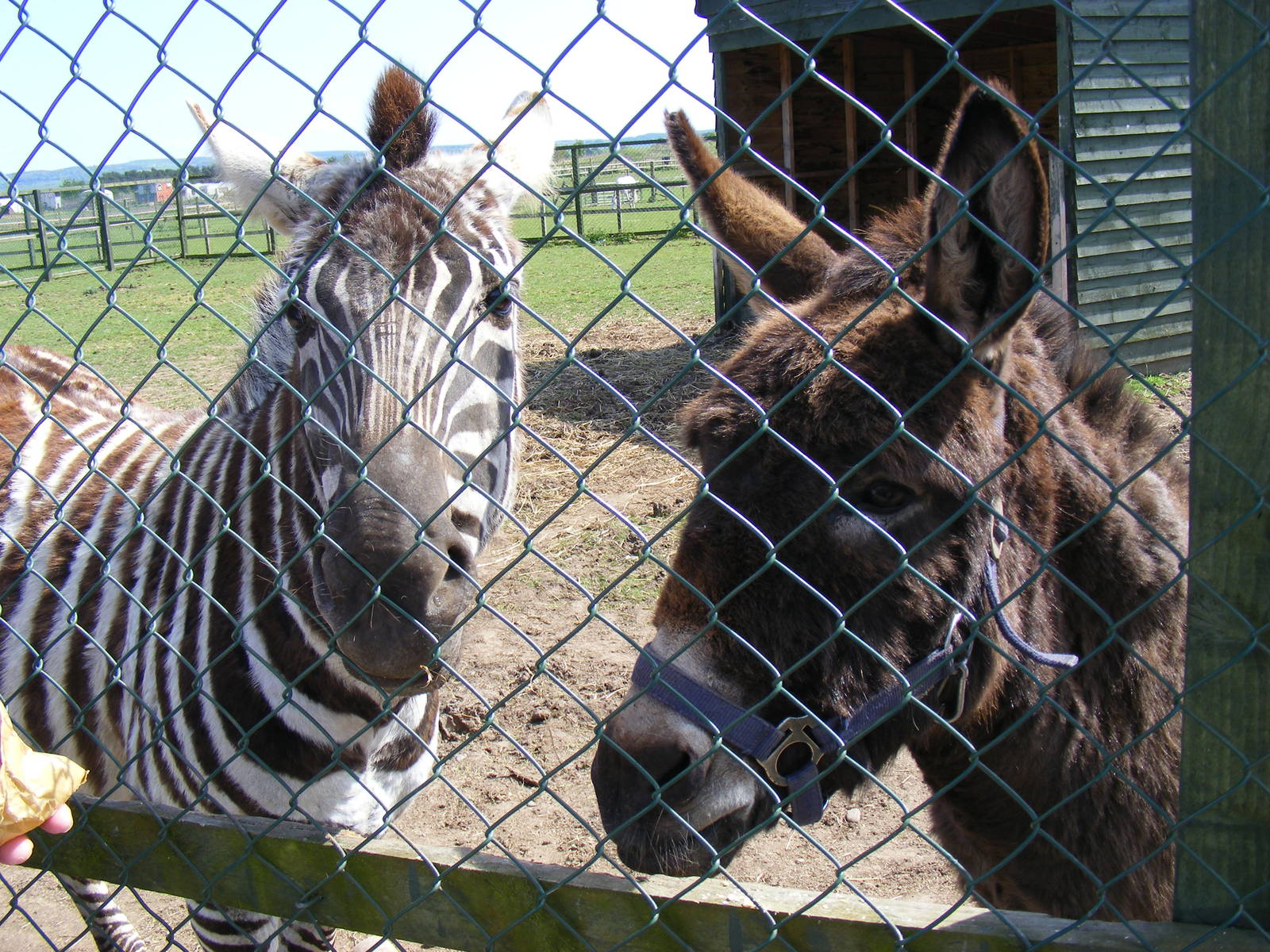 Grant's zebra and donkey at Fife Animal Park, 18 May 2010
