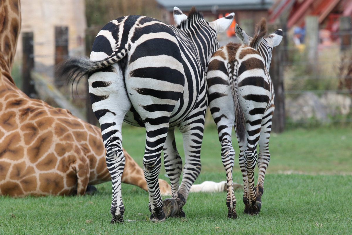 Grant's Zebra and foal at Flamingo Land 15/09/2018