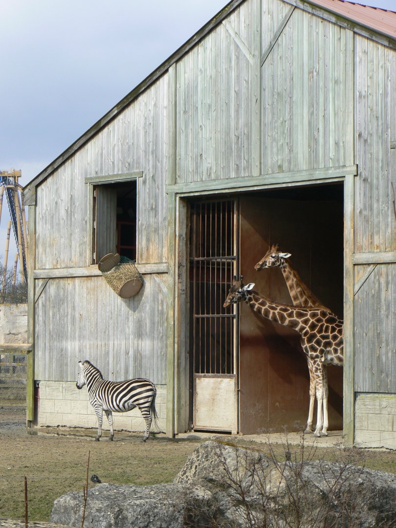 Grant's Zebra and Giraffe - 21 March 2018