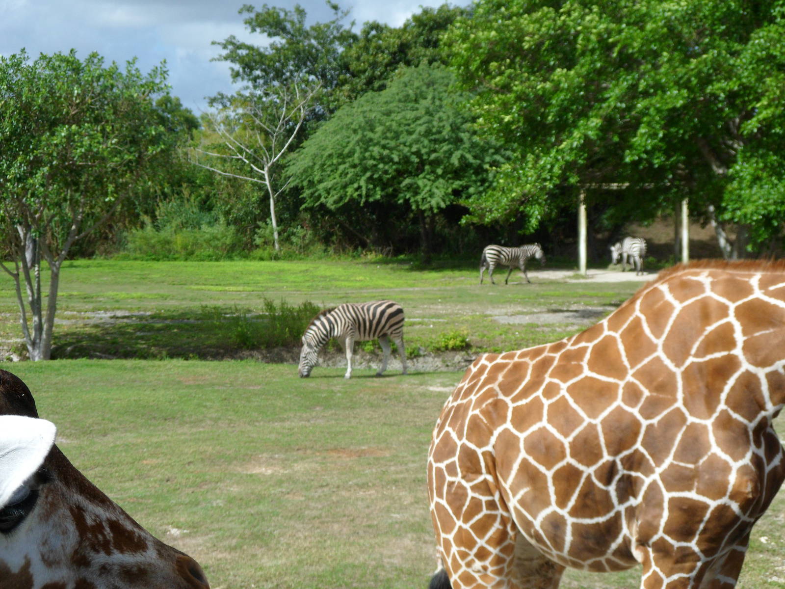 Grant's Zebra and Giraffe