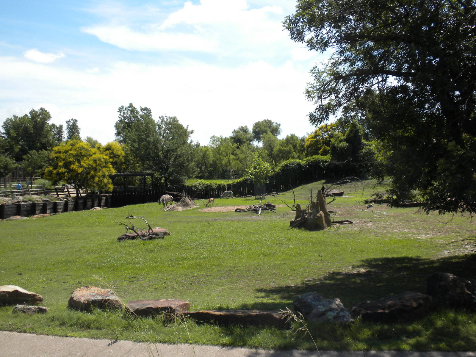 Grant's Zebra and Grant's Gazelle