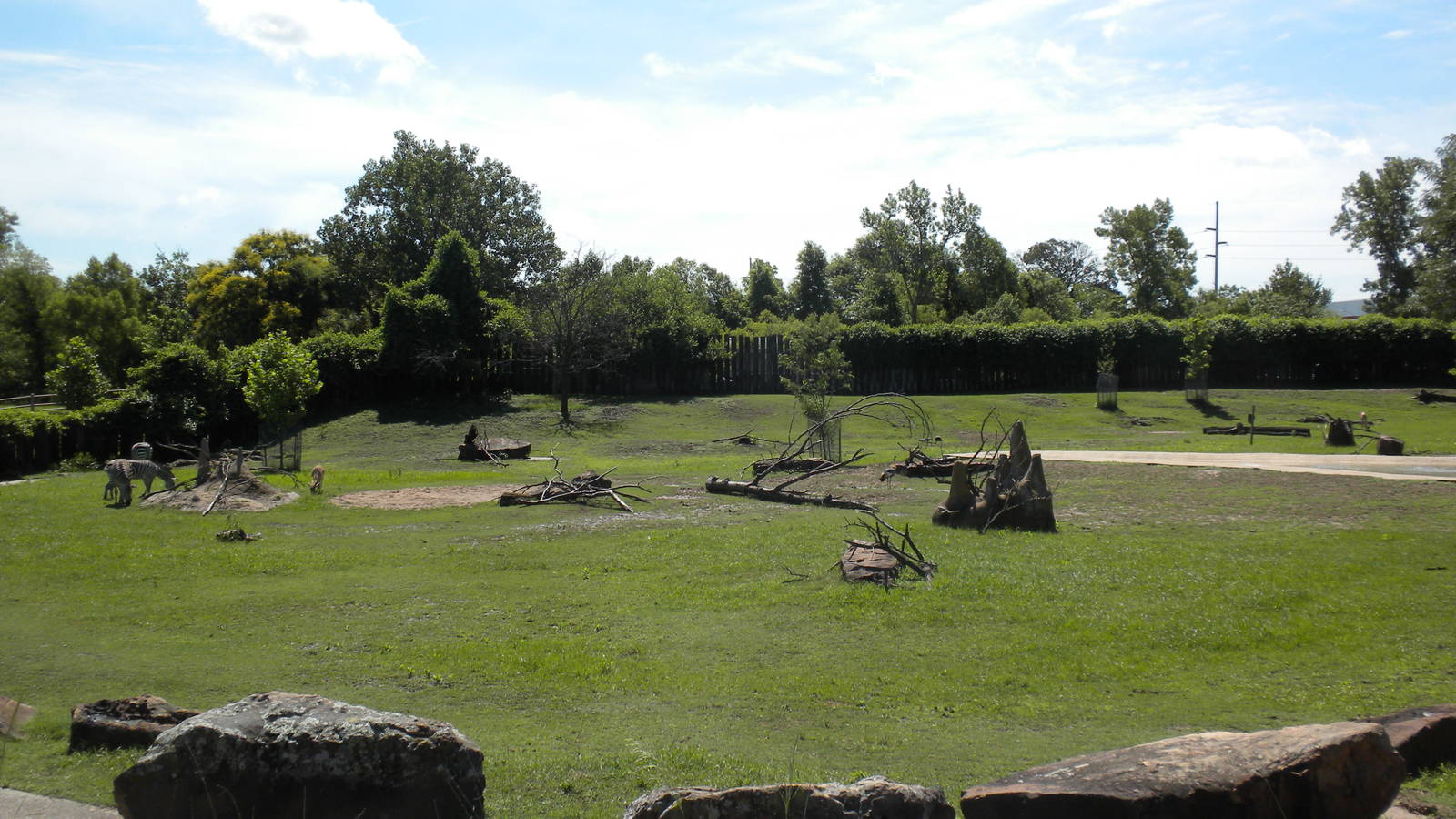 Grant's Zebra and Grant's Gazelle