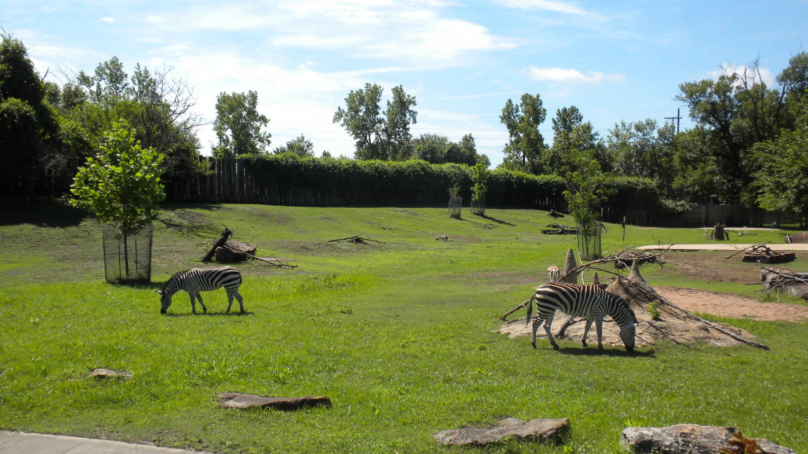 Grant's Zebra and Grant's Gazelle