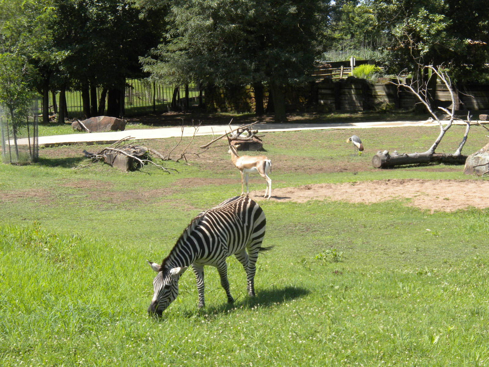 Grant's Zebra and Grant's Gazelle