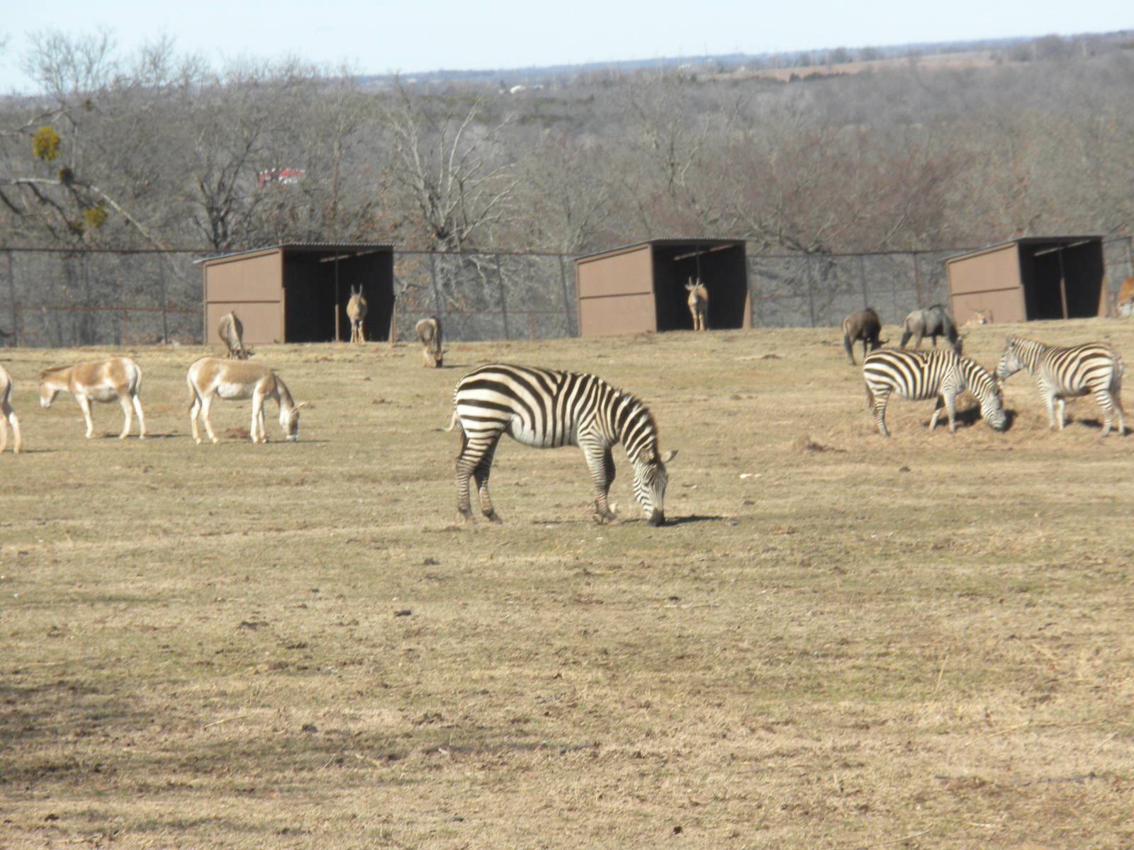 Grant's Zebra and Kulan