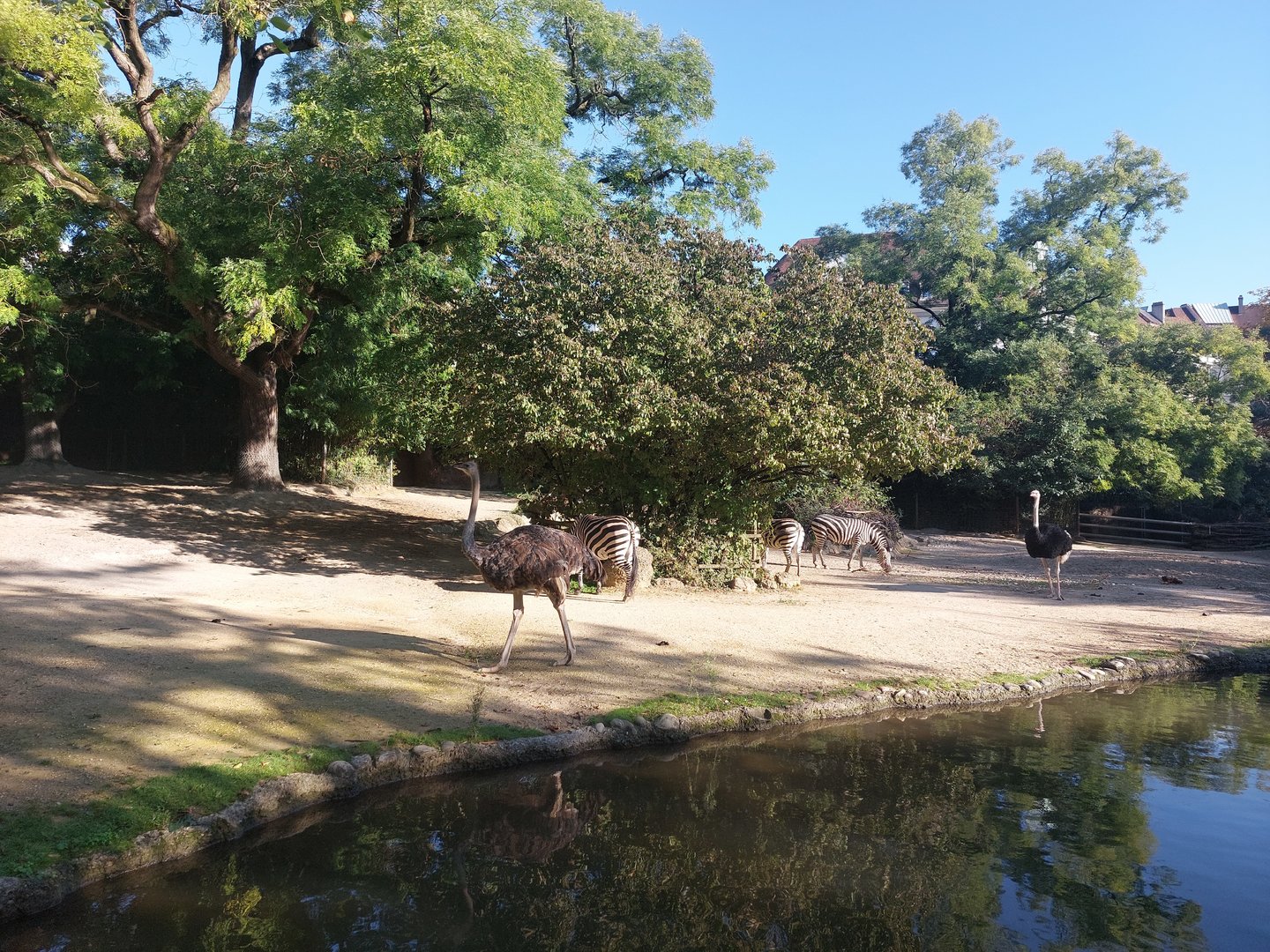 Grant's zebra and ostrich enclosure