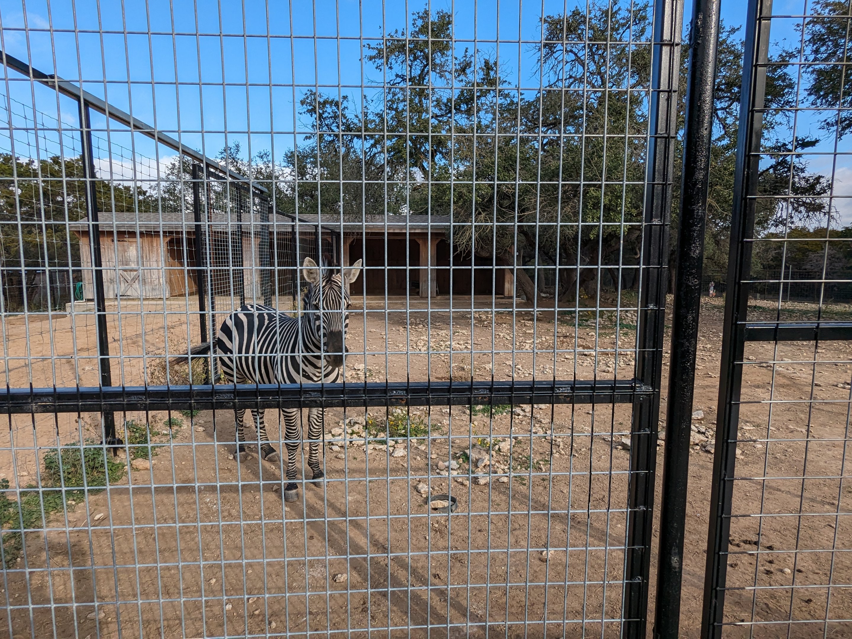 Grants zebra and ostrich yard