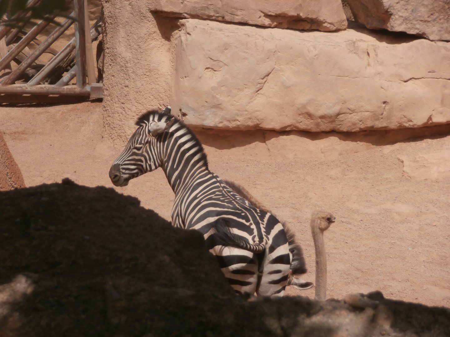 Grant's zebra and South african ostrich -Bioparc Valencia (Summer 2017)