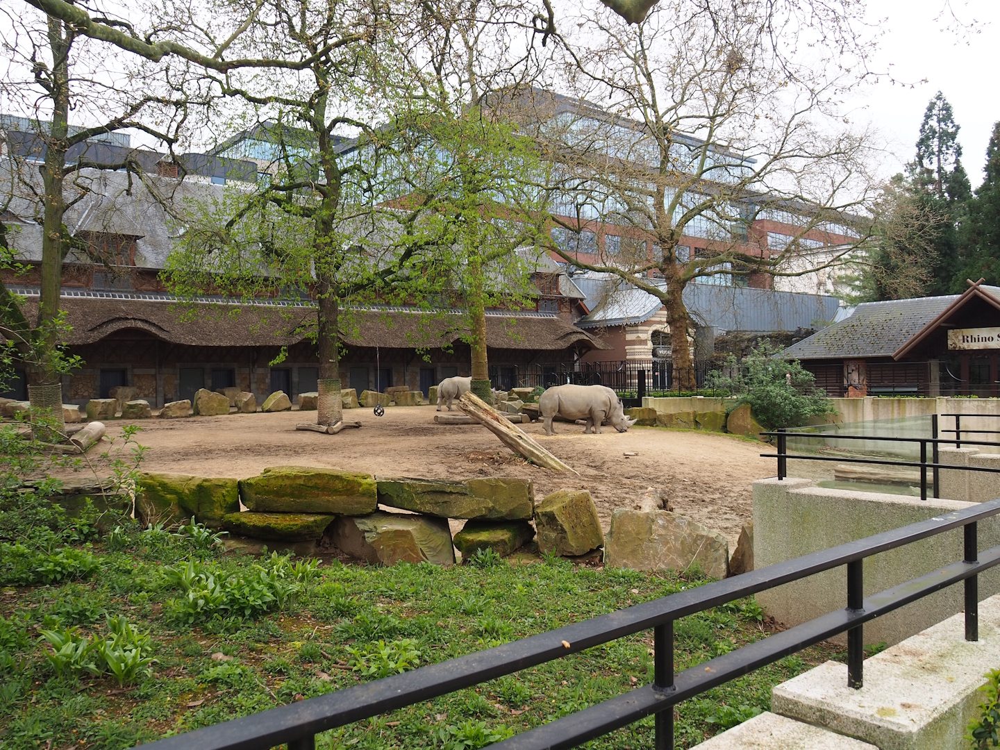 Grant's zebra and Southern white rhinoceros paddock, 2023-04-08