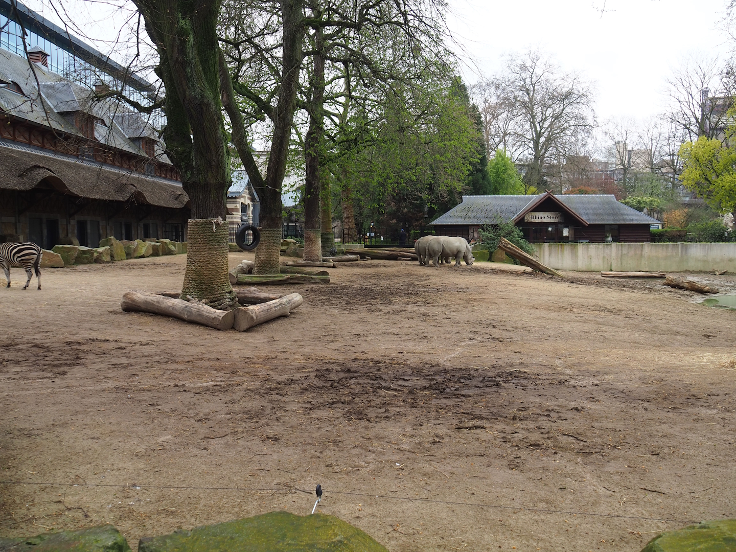 Grant's zebra and Southern white rhinoceros paddock, 2023-04-08