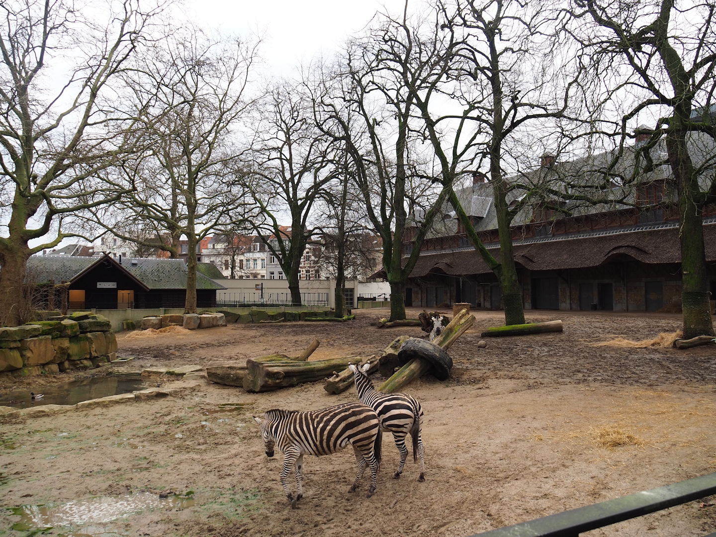 Grant's zebra and Southern white rhinoceros paddock, 2024-02-17
