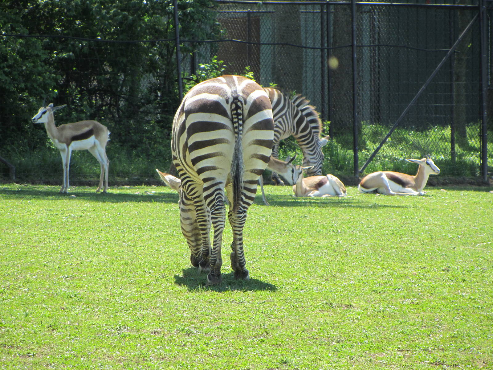 Grant's Zebra and Springbok Herd