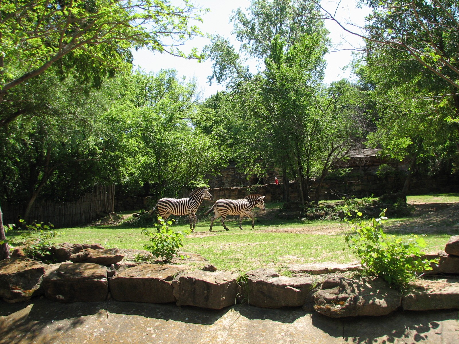 Grants Zebra and Warthog Exhibit