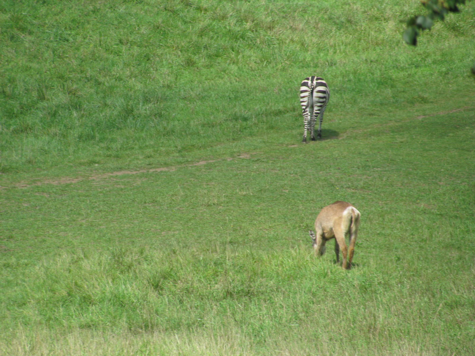Grant's Zebra and Waterbuck