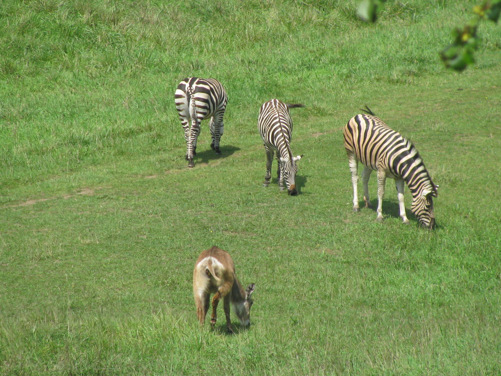 Grant's Zebra and Waterbuck