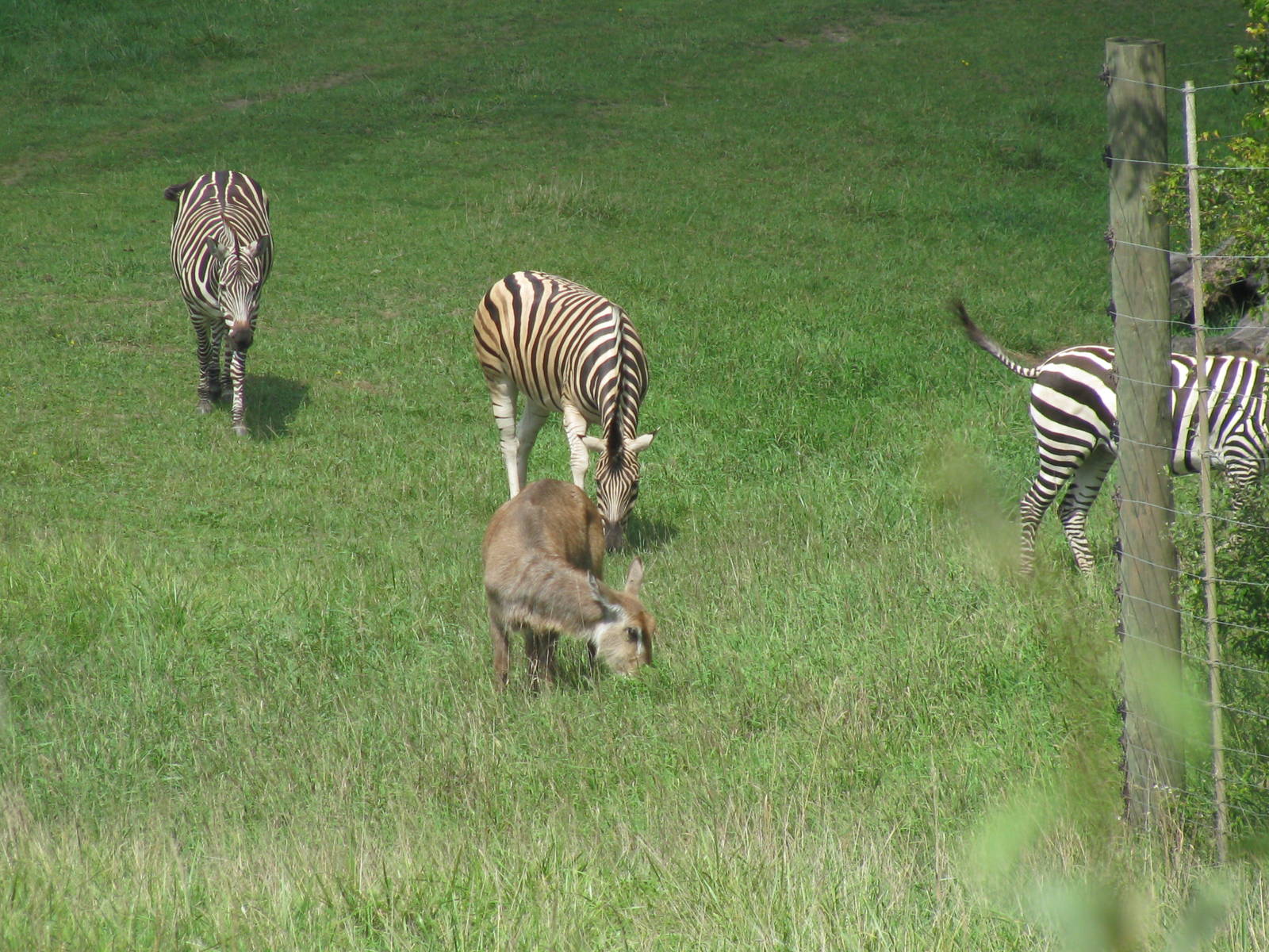Grant's Zebra and Waterbuck