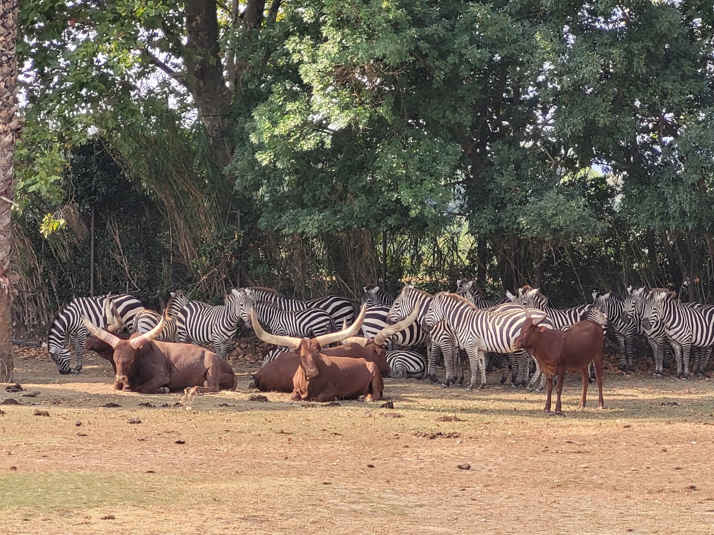 Grant's zebra and Watusi -Réserve Africaine de Sigean (2022)