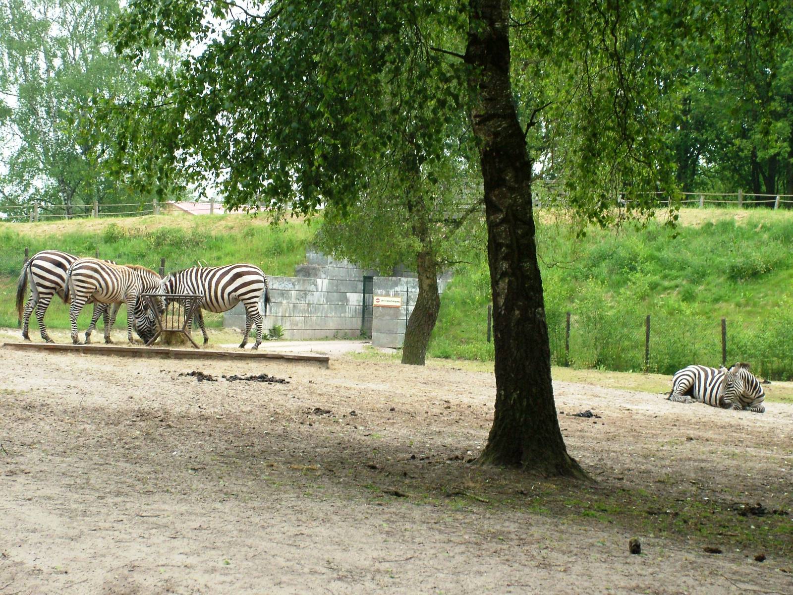 Grant's Zebra at Beekse Bergen, 31/05/12