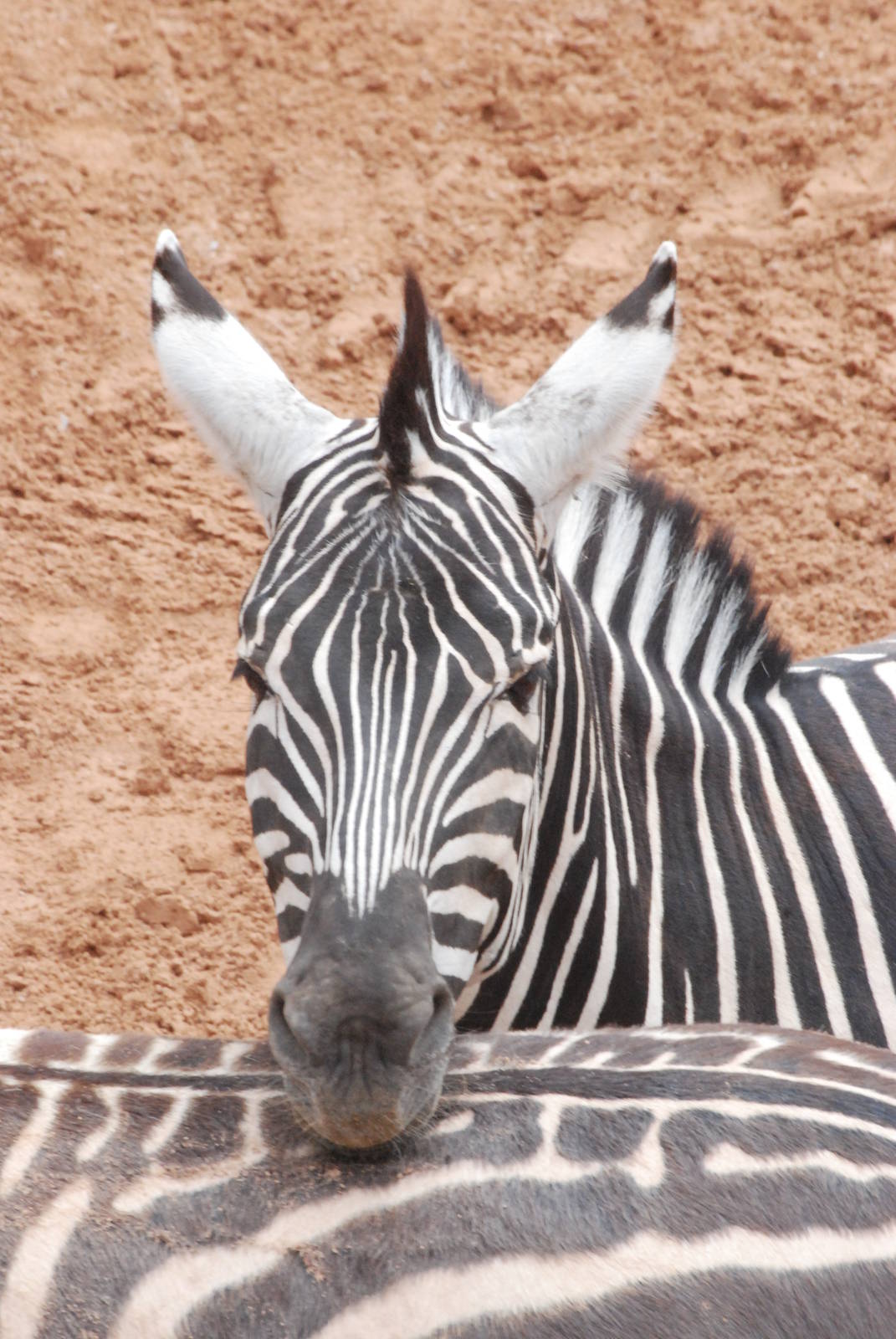 Grant's Zebra at Bioparc Valencia, 28/05/11