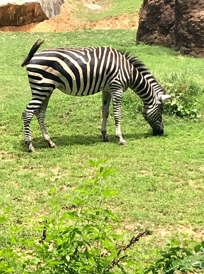 Grant's Zebra at the North Carolina Zoo