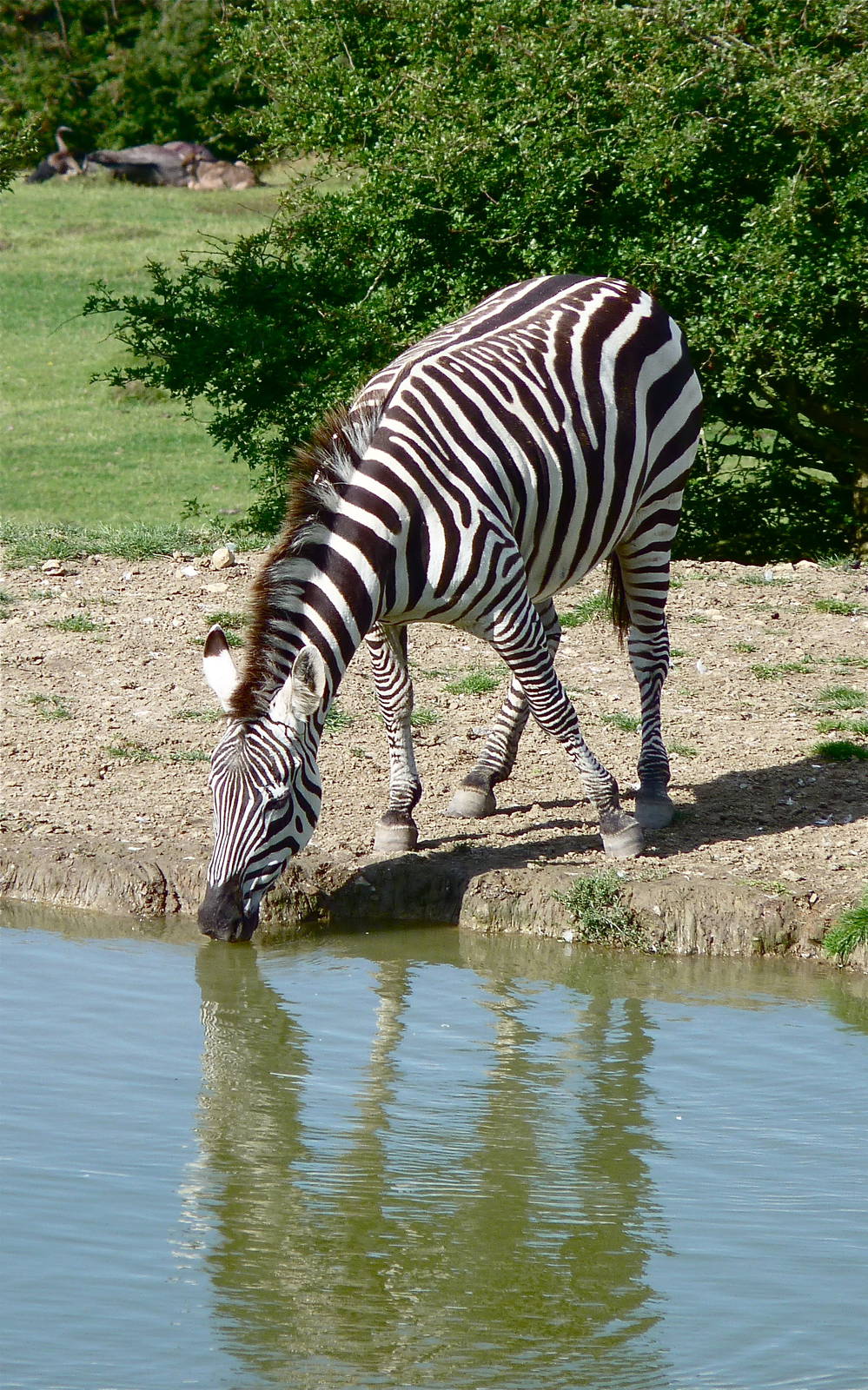 Grants Zebra at the Waterhole