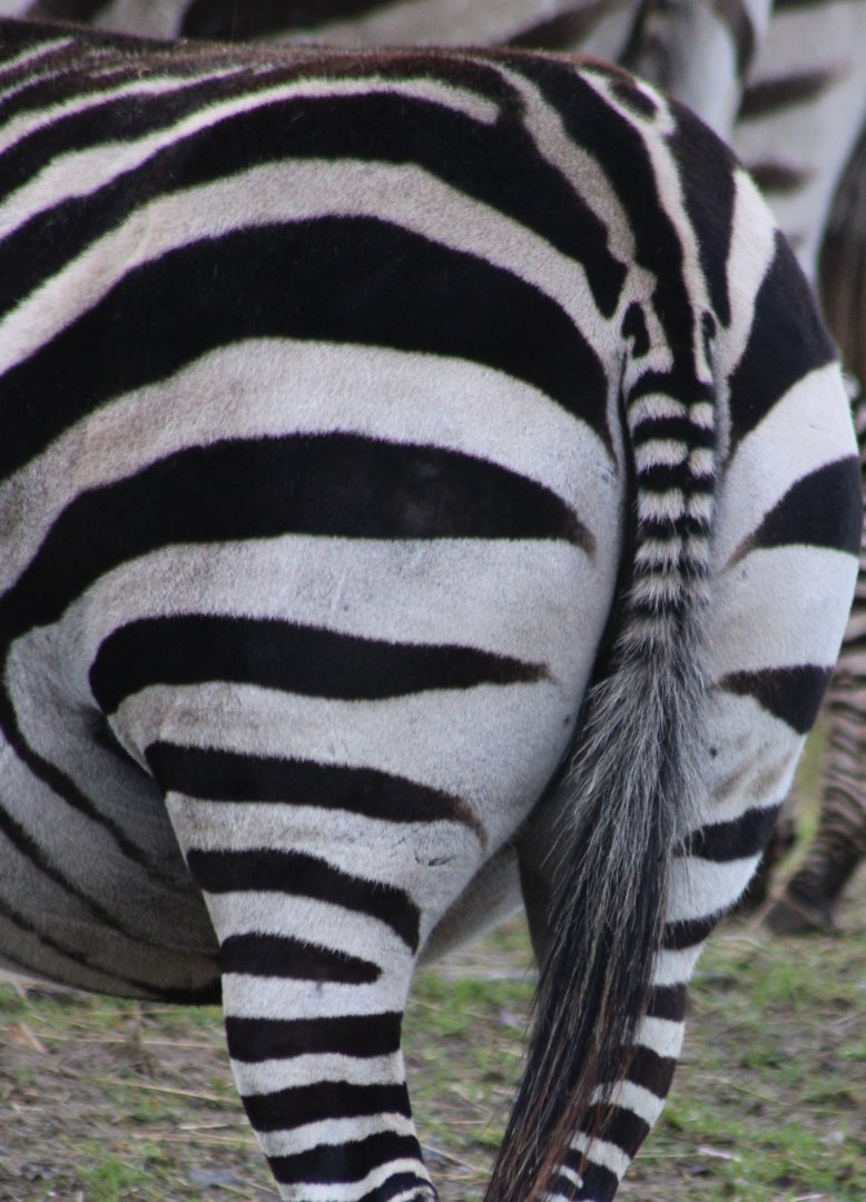 Grant's zebra - back-side