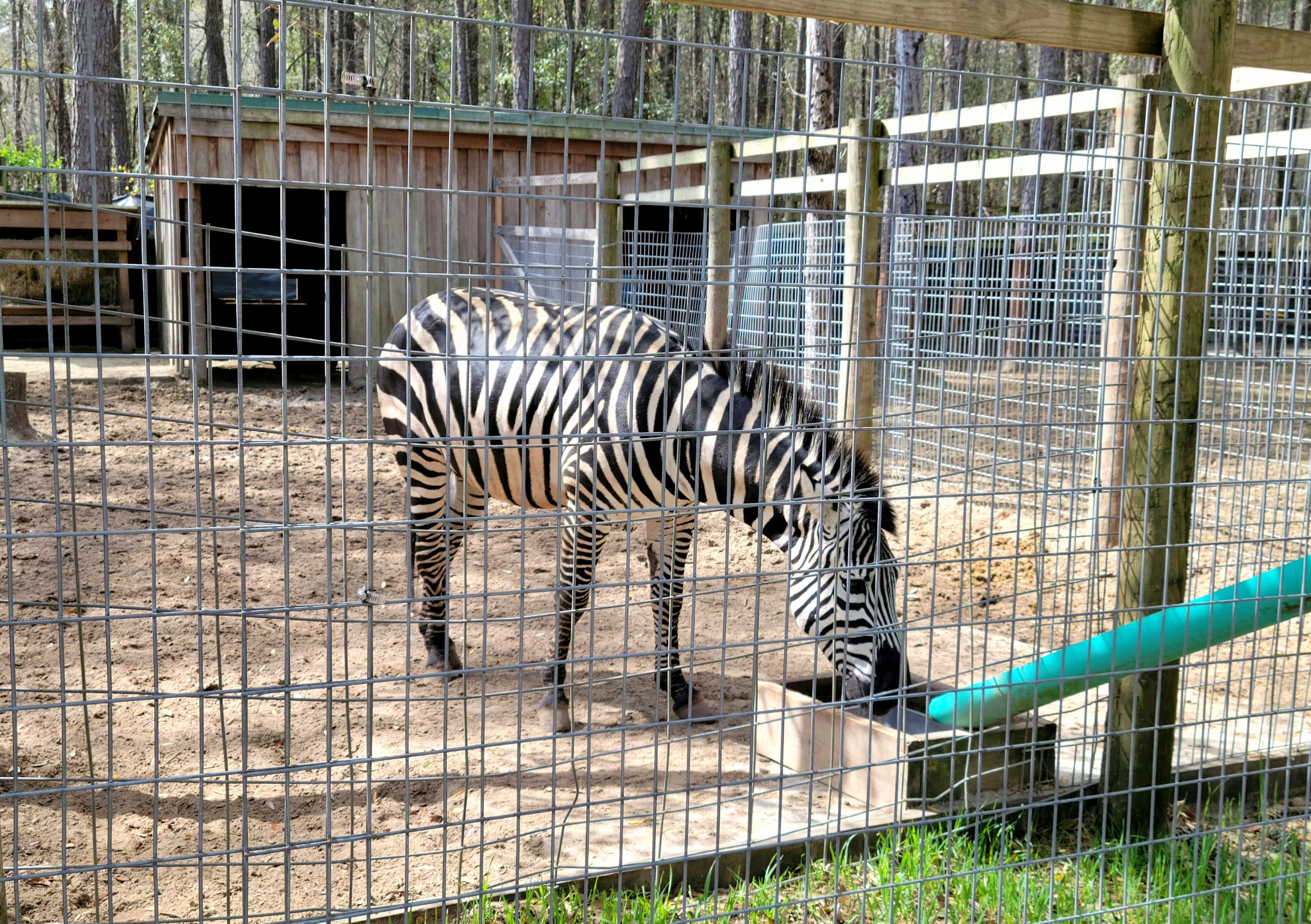 Grant's Zebra - Bee City Zoo - March 2025