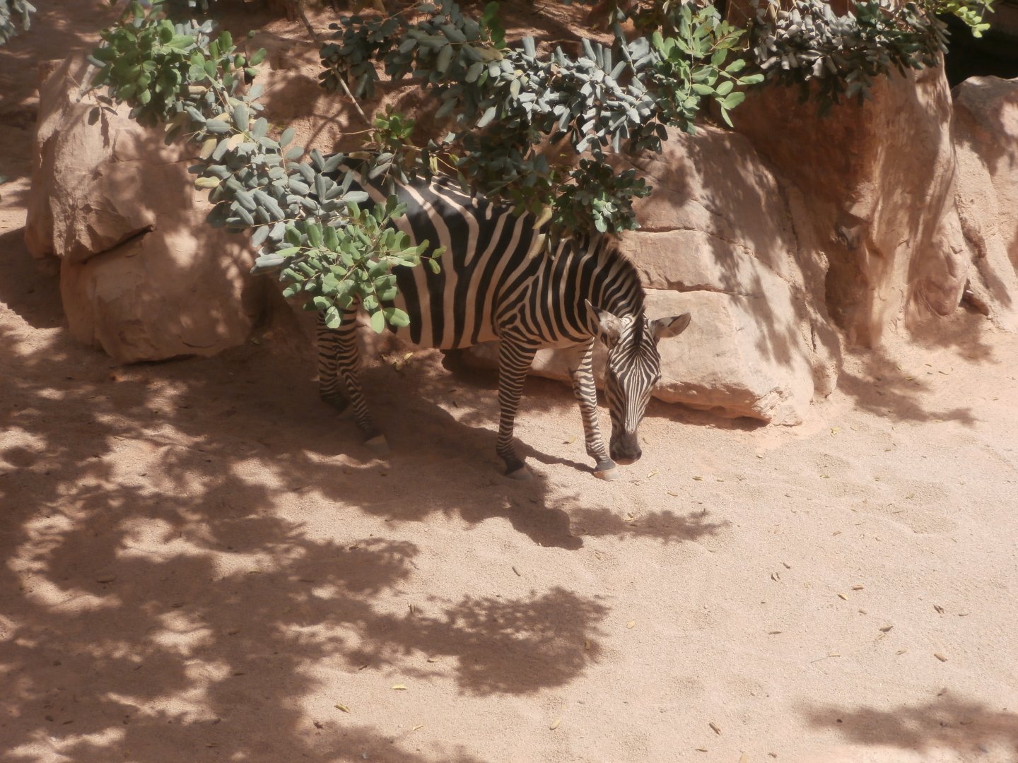 Grant's zebra -Bioparc Valencia (Summer 2017)