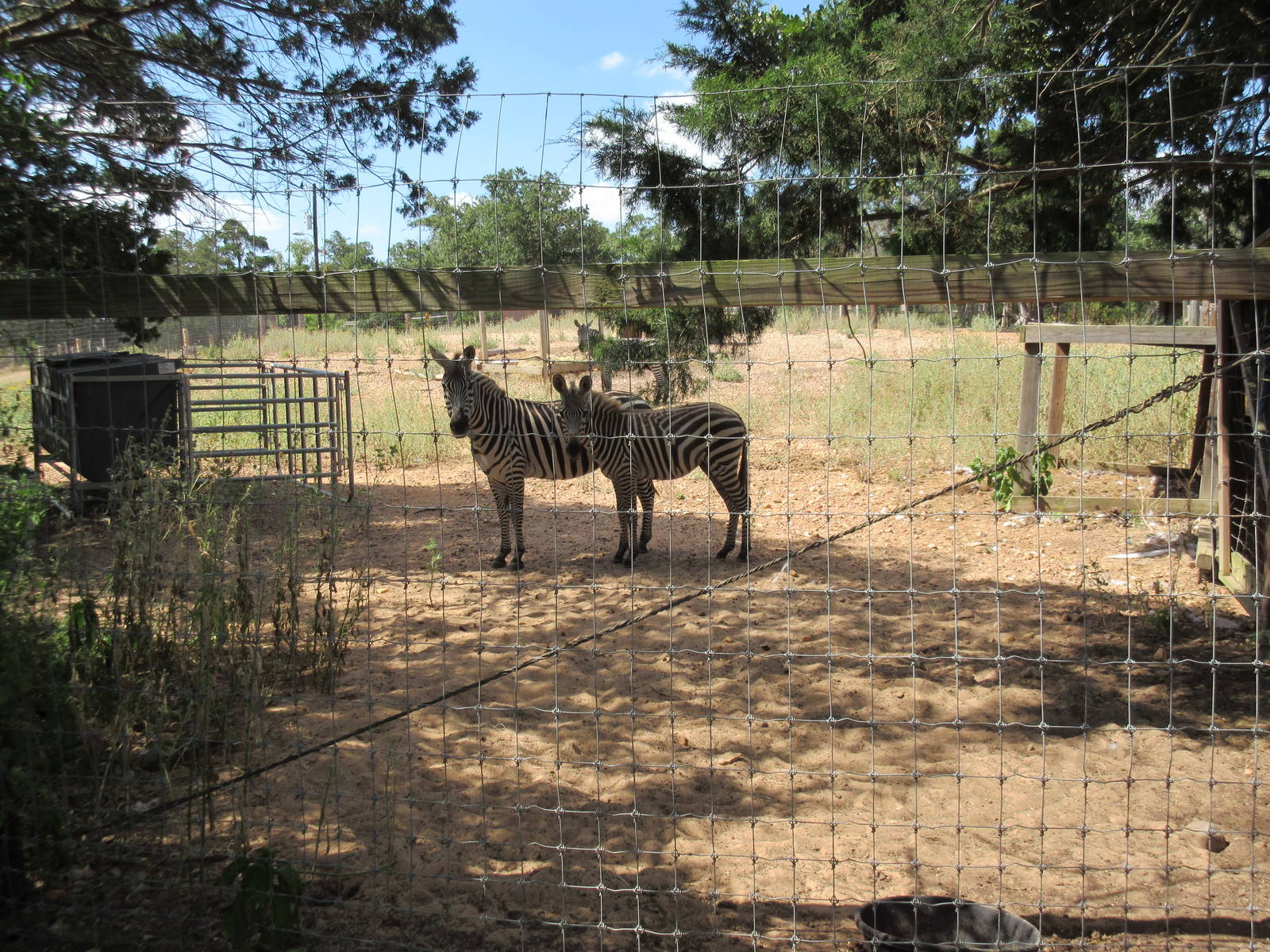 Grant's Zebra/Blue Wildebeest Exhibit