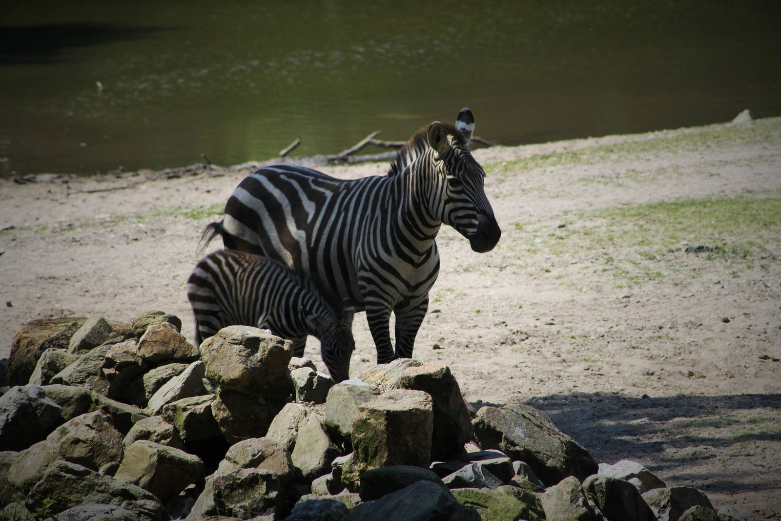 Grant's Zebra Calf (The Safari)