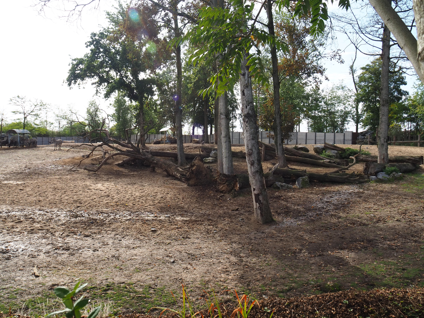 Grant's zebra, Cape buffalo, Blesbok and Blue wildebeest paddock, 2019-10-04